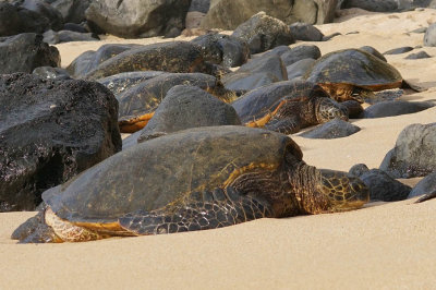 ICR2017_MAUISC08391_TURTLAMNGROKS1PB.jpg