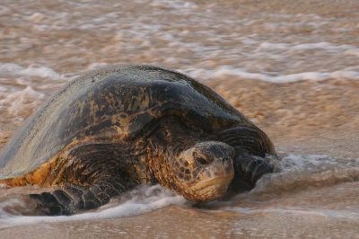 ICR2017_MAUISC09192_TURTLWADGIN1PB.jpg