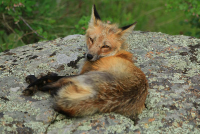 ICR2015_RMNP0557_FOXAWAKE1PB.jpg