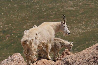 ICR2017_MTEVSC05554_ONEDGEGOATS1PB.jpg