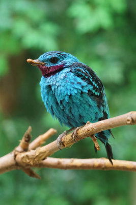ICR2017_DZSC06167_SPNGLDCOTINGA1PB.jpg