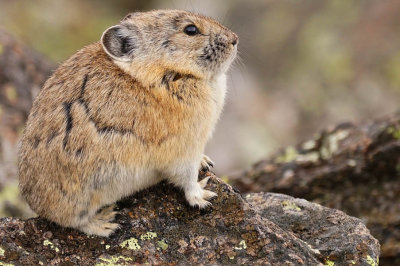 ICR2016_RMNPSC02739_PROUDPIKA1PB.jpg
