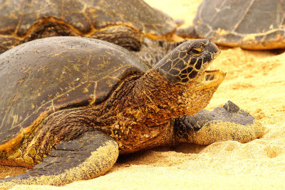 ICR2018_MAUISC08598_TURTLYAWNS1PB.jpg