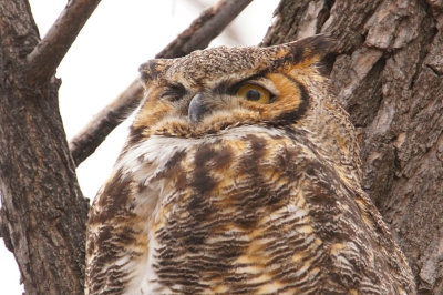 ICR2018_BLDRSC05047_MAMAOWLWINKS1PB.jpg