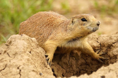 PRAIRIE DOGS and RABBITS