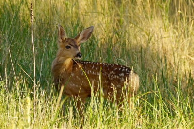 ICR2018_ARSESC08164C_MULEDEERSPOTS1PB.jpg
