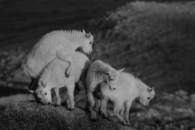 ICR2018_MTEVSC03033BW_GOATKIDSQUART1PB.jpg