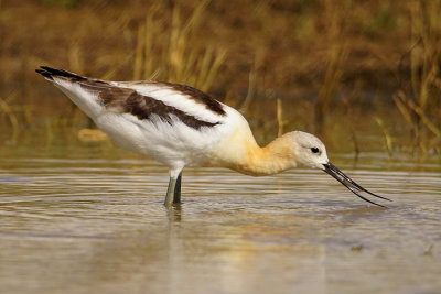 ICR2018_ARSESC01493_AVOCETFISHNG1PB.jpg