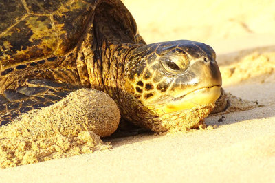 ICR2018_MAUISC07941_TURTLSUNSHINE1PB.jpg