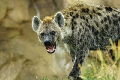 HYENAS