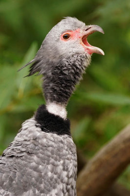 CRESTED SCREAMER