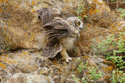 ICR2018_ESTESC05015_OWLWINGSTESTG1PB.jpg