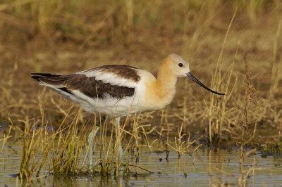 ICR2018_ARSESC01997_AVOCET1PB.jpg