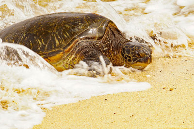 ICR2018_MAUISC08451_TURTLSURF1PB.jpg