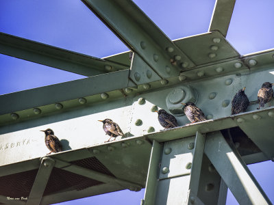 Baby Starlings on The New Hope - Lambertville Bridge