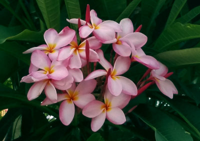 Pale Pink Plumeria