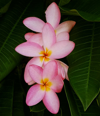Closeup of Pink Plumeria group