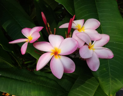Another Small Group Of Light Pink Plumeria