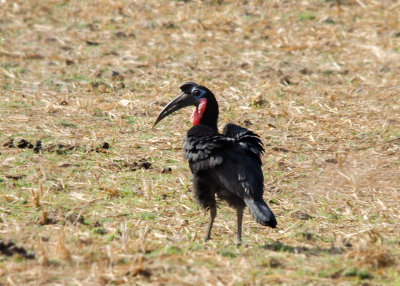 Abyssinian Ground Hornbill