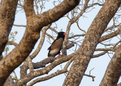 Bateleur