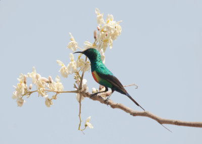 Beautifull Sunbird