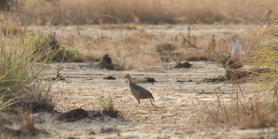 Double-spurred Francolin