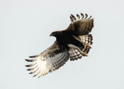 Long-crested Eagle