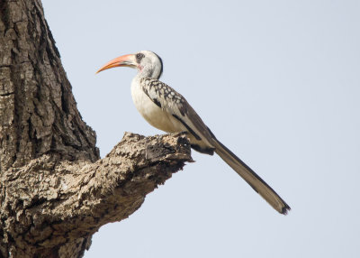 Northern Redbilled Hornbill