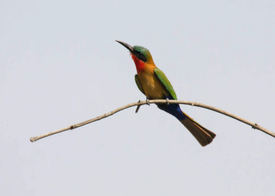 Red-throated Bee-eater.jpg