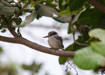 Striped Kingfisher