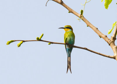 Swallowtailed Beeeater.jpg