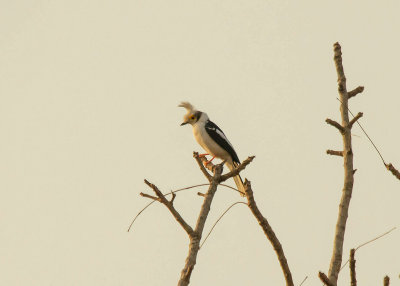 White Helmetshrike