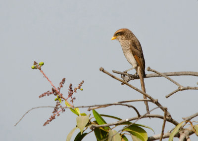 Yellowbilled Shrike