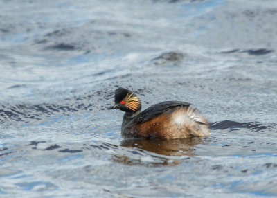 Geoorde Fuut - Black-necked Grebe