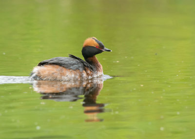Kuifduiker - Horned Grebe