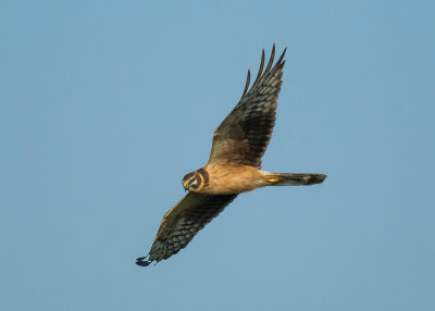 Steppekiekendief - Pallid Harrier