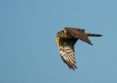 Steppekiekendief - Pallid Harrier