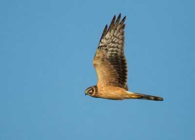 Steppekiekendief - Pallid Harrier