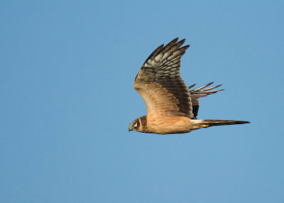 Steppekiekendief - Pallid Harrier
