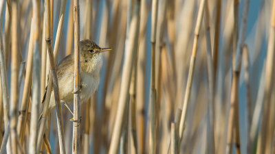 Kleine Karrekiet - Reed Warbler