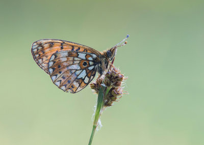 Zilveren Maan - Small pearl-bordered fritillary