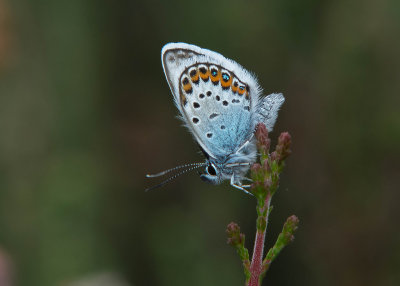 Heideblauwtje - Silver-studded Blue
