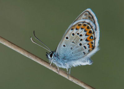 Heideblauwtje - Silver-studded Blue