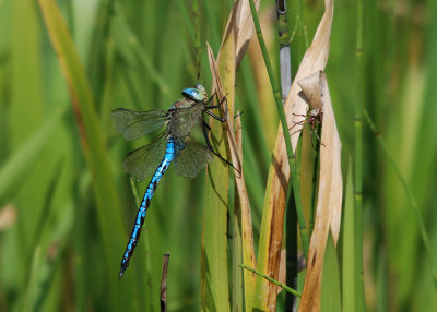 Dragonflies - Libellen