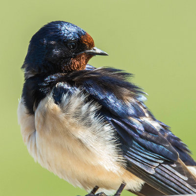 Boerenzwaluw - Barn Swallow