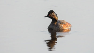 Geoorde Fuut - Black-necked Grebe