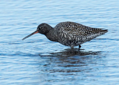 Zwarte Ruiter - Spotted Redshank