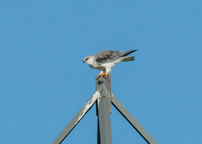 Grijze Wouw - Black-shouldered Kite