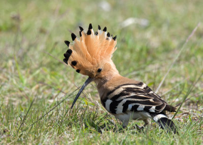 Hop - Hoopoe