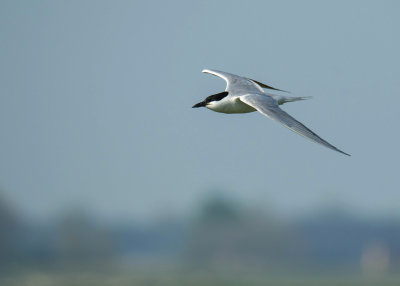 Lachstern - Gull-billed Tern